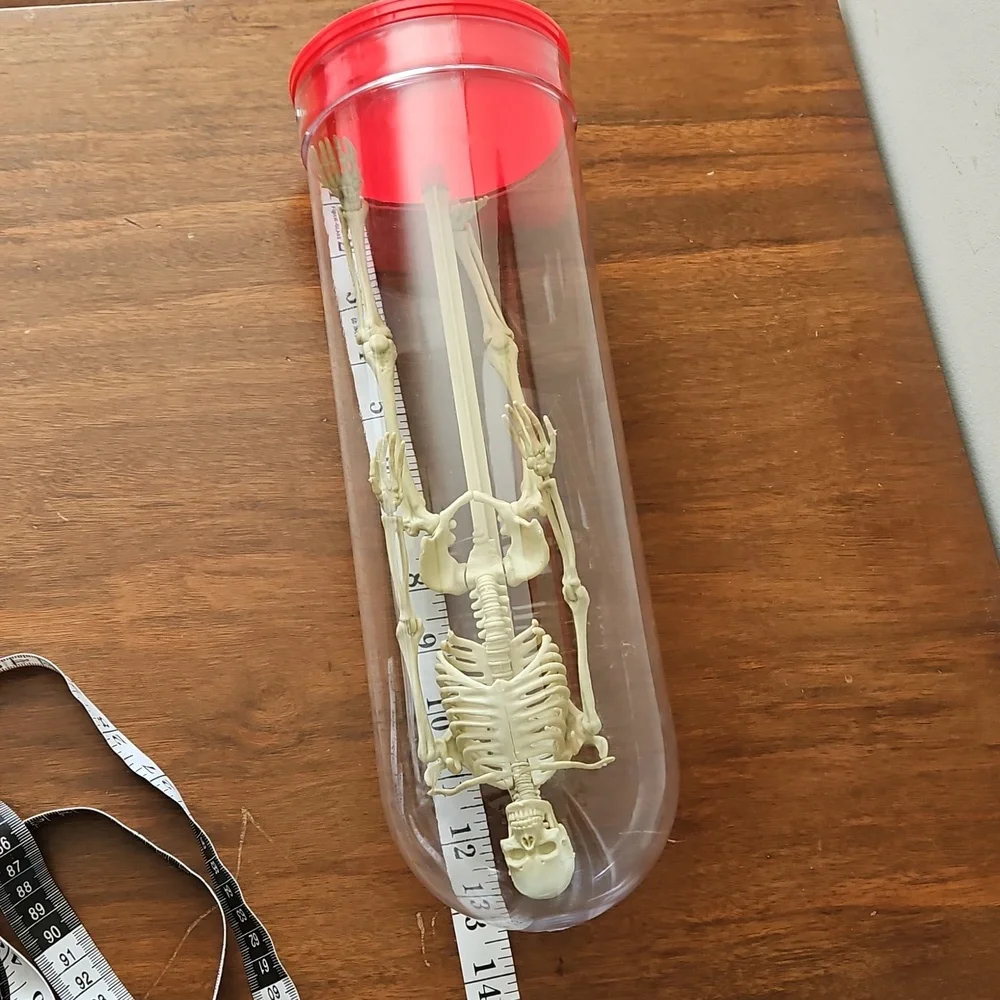 Vintage 1991 Workman Publishing Human Skeleton - Picture 8 of 8
